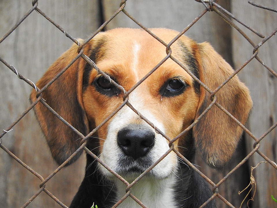 Comment faire pour débarrasser vos chiens de vers intestinaux ?