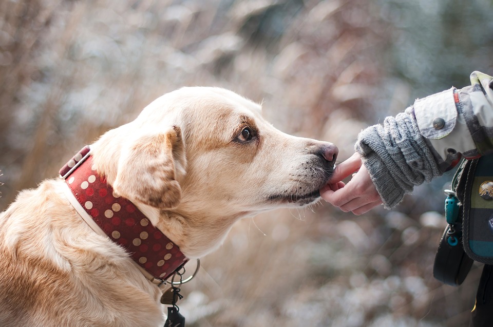 La formation de chien, le guide qu’il vous faut