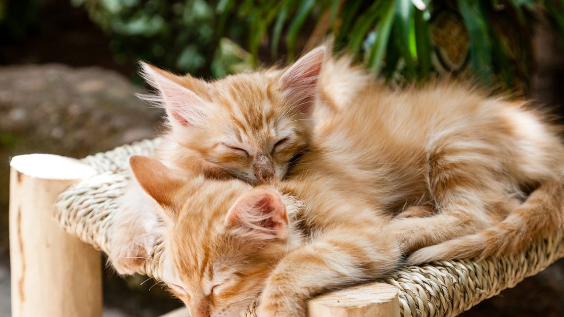 Bien prendre soin de son chat: ce qu’il faut savoir