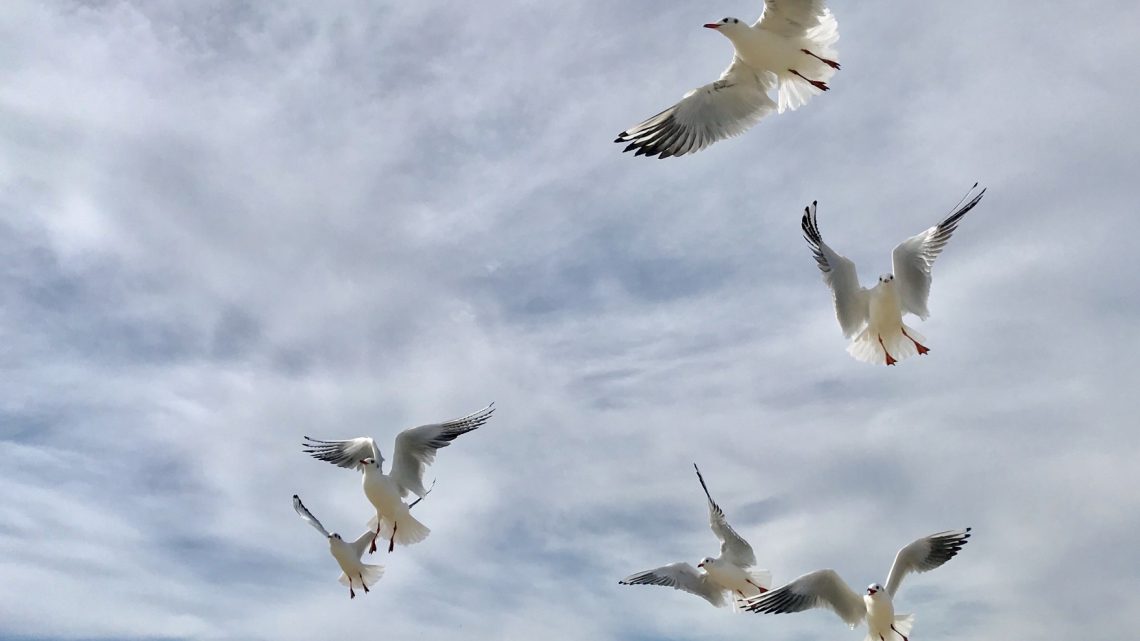 Faire partir les oiseaux de son jardin sans leur faire de mal