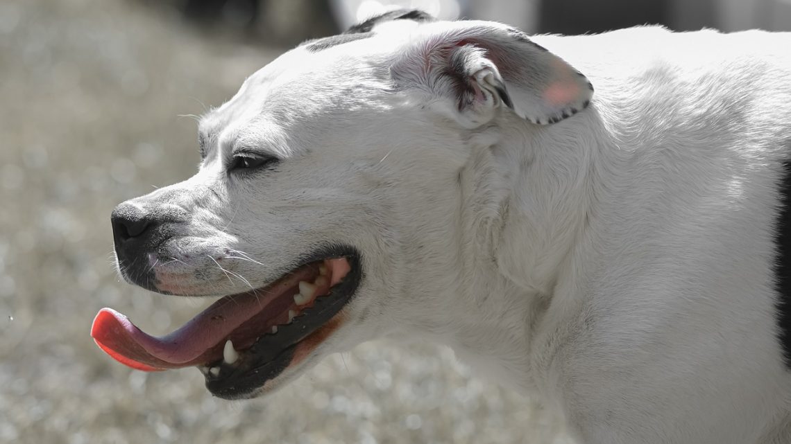 Quelques consignes à respecter dans l’usage du miel pour votre chien