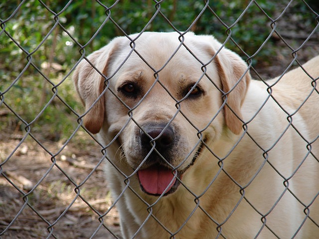 Pourquoi installer un chenil pour chien