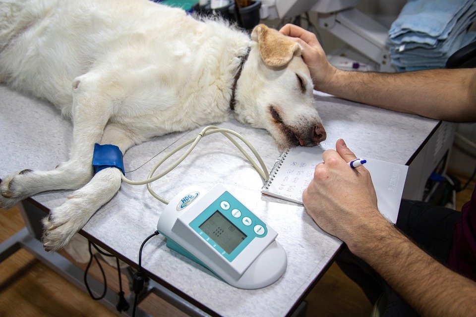 Auxiliaire de santé animale: Plus qu’un métier, une vocation