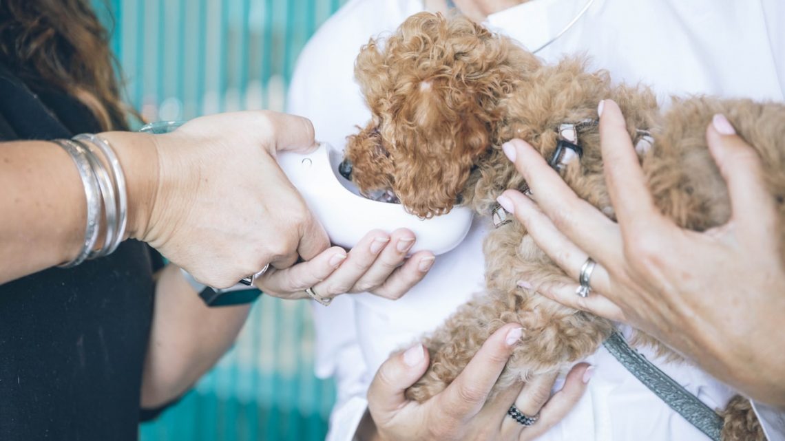 Le médecin des animaux : Trouvez un vétérinaire en France