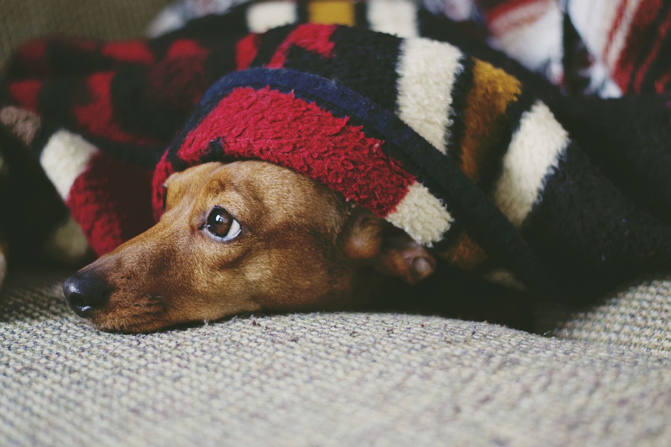 Chouchouter votre chien avec des vêtements de qualité