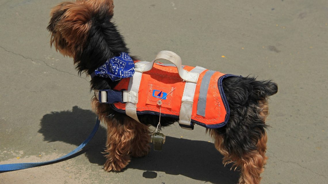 Les utilités d’un gilet de sauvetage pour chien