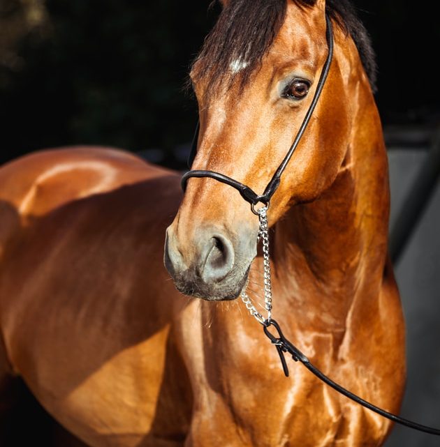 Entretien du cheval, pieds et sabots : comment les soulever ?