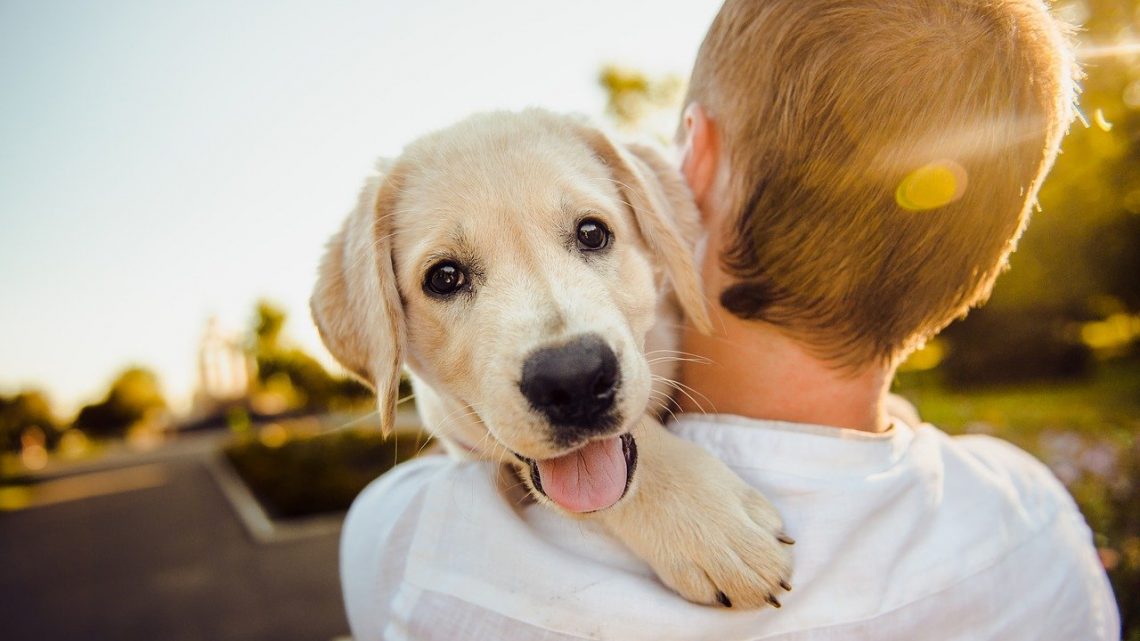 Comment bien choisir un complément alimentaire pour chien ?