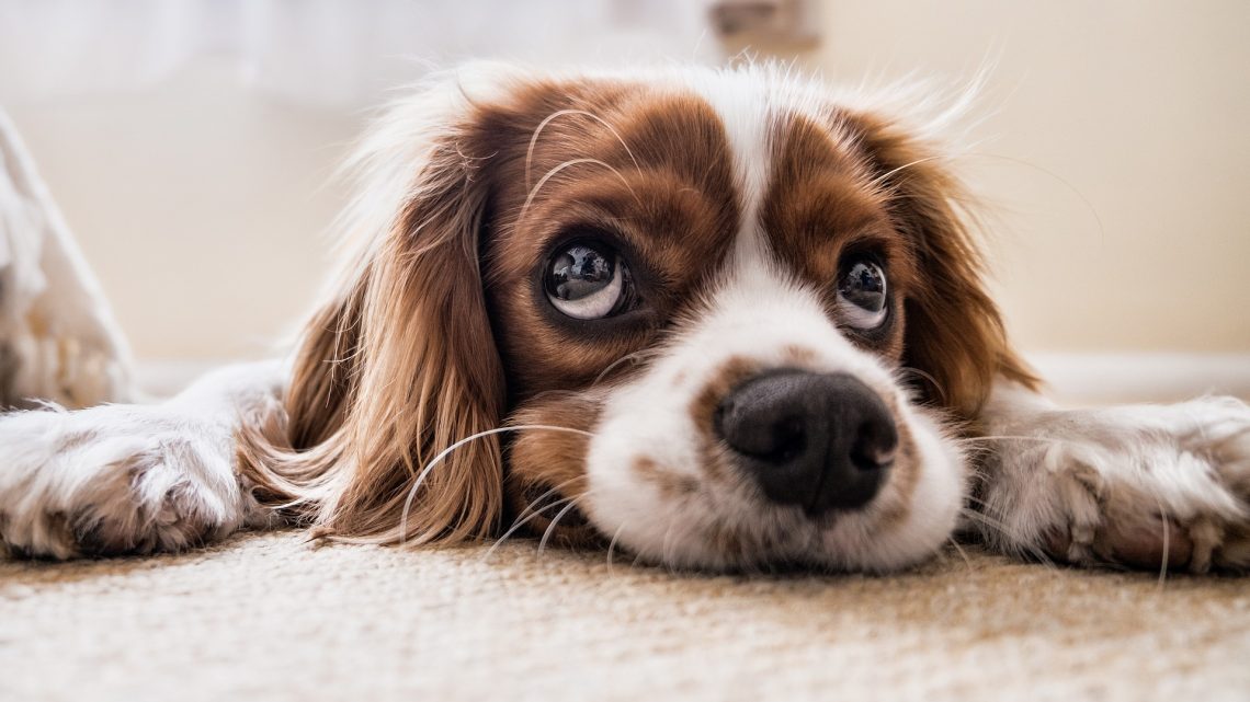 Pourquoi souscrire une assurance santé pour son animal de compagnie ?