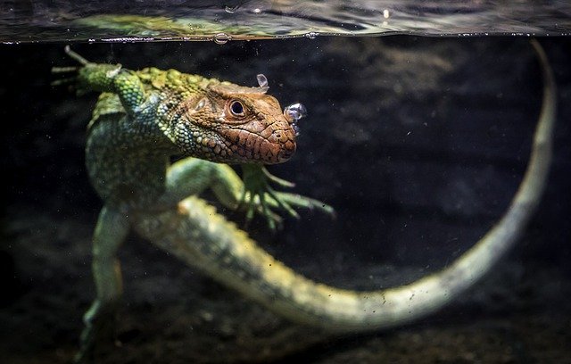 Comment choisir son lézard domestique ?