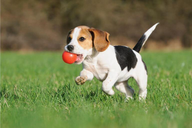 Le beagle : caractère, nature, apparence et soins.