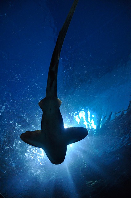 Comment choisir l’éclairage d’un aquarium ?