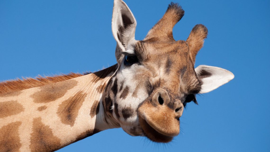 Le surprenant cou des girafes, on vous dit tout !