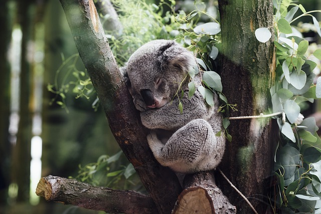 Les animaux sauvages les plus mignons: les pandas, les koalas, les loutres, etc