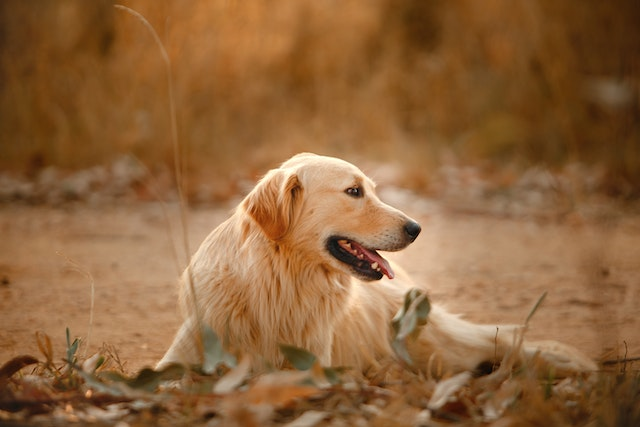 Tout savoir sur les poussettes pour chien