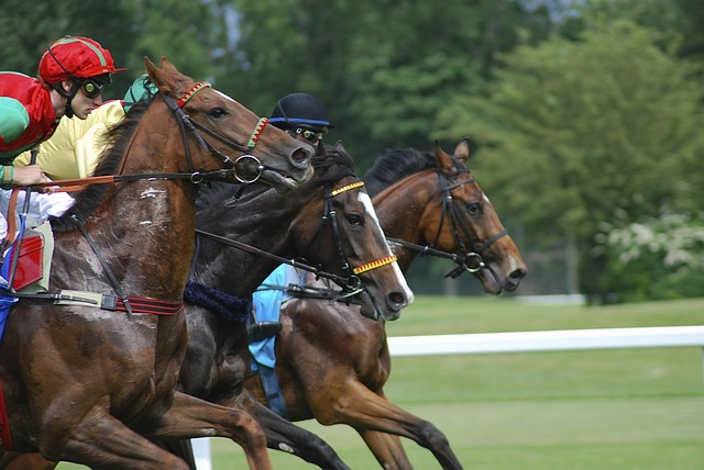 Zoom sur les courses de chevaux et l’hippodrome