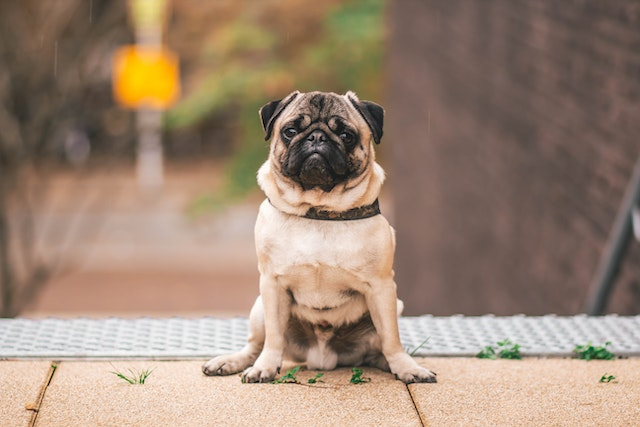 Le Carlin : un chien au caractere attachant et au physique unique