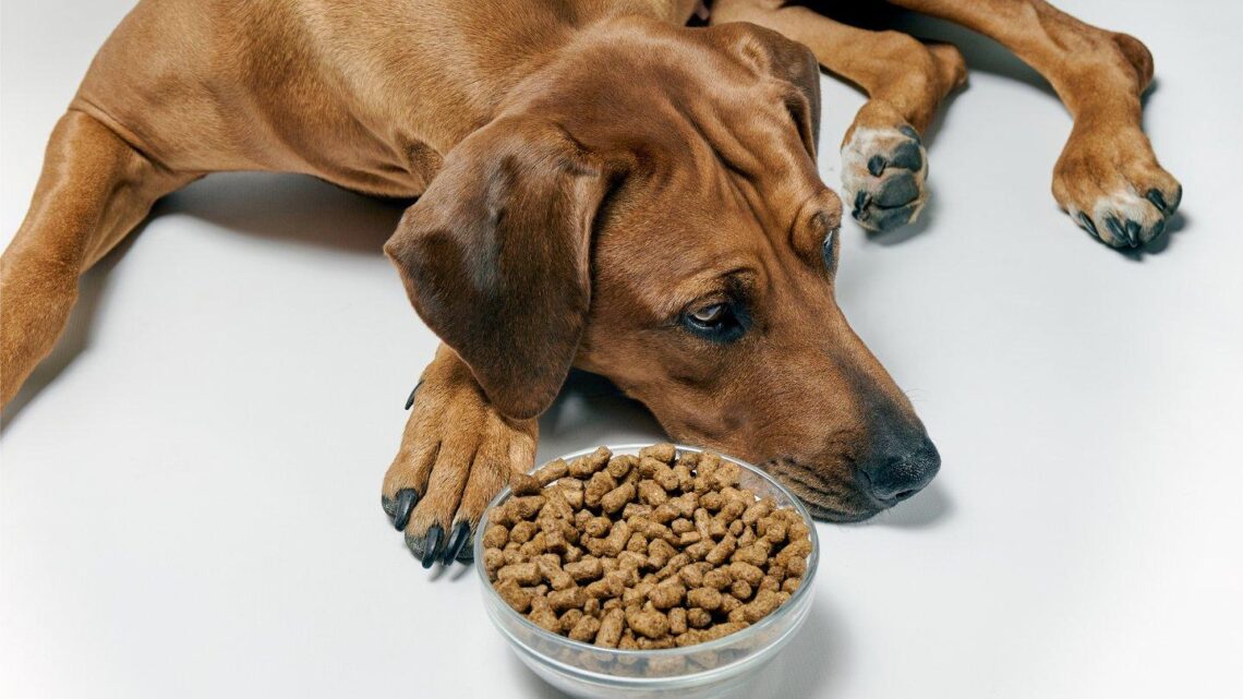 Croquettes pour chien : et si vous passiez au bio ?