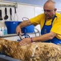 Le toilettage pour chien