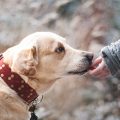 Formation de chien
