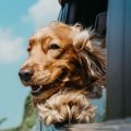 Chien-tête-fenêtre