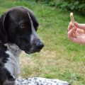 dressage chien