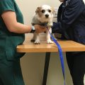 chien-veto