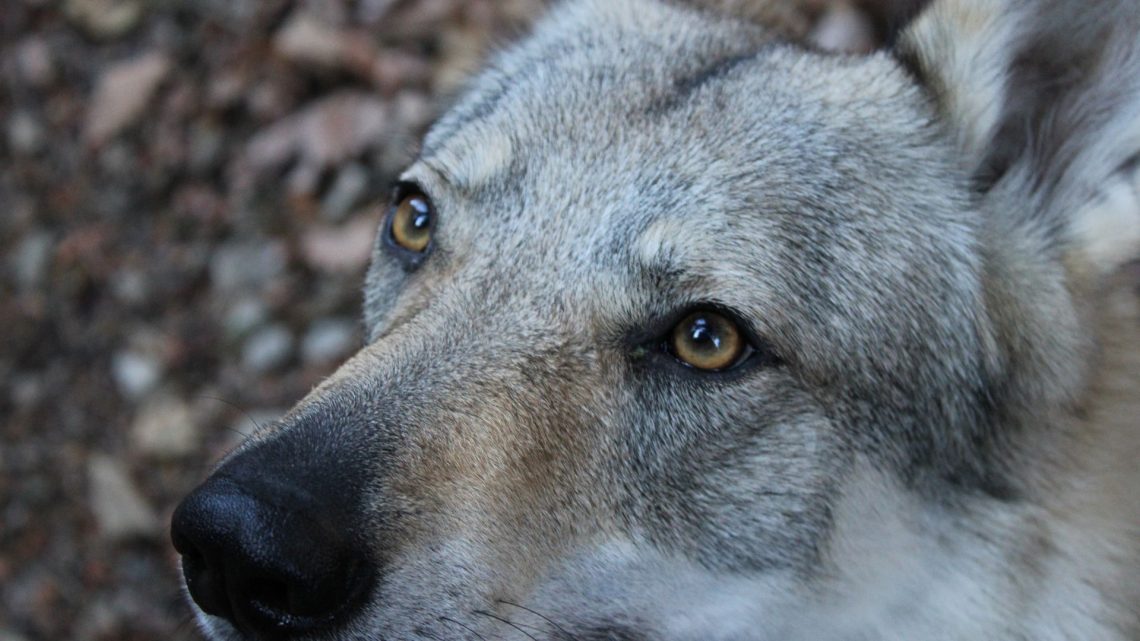 L’étonnant loup tchèque : on vous dit tout !