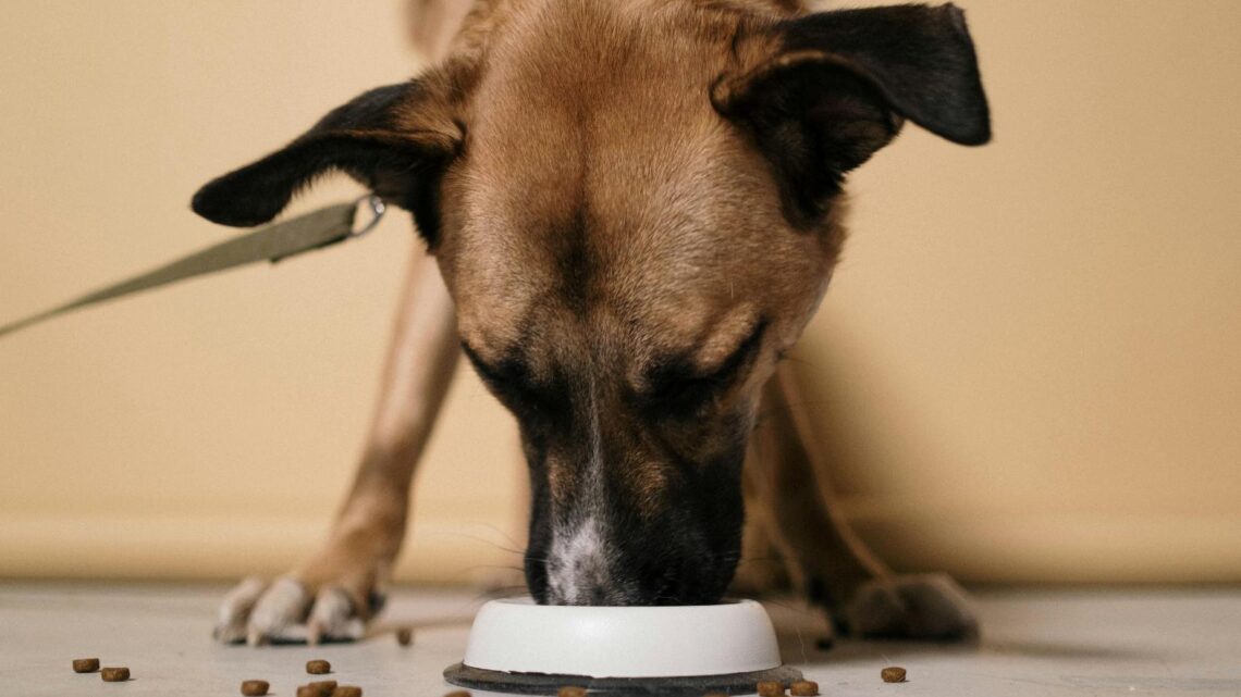 Japhy : la meilleure marque de croquettes pour chien ? On a teste pour vous